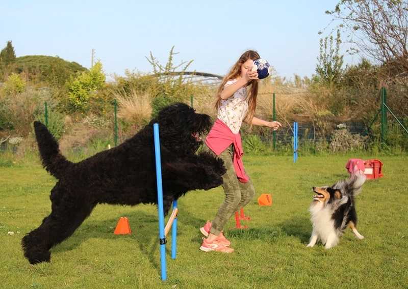 Black russian terrier sales training